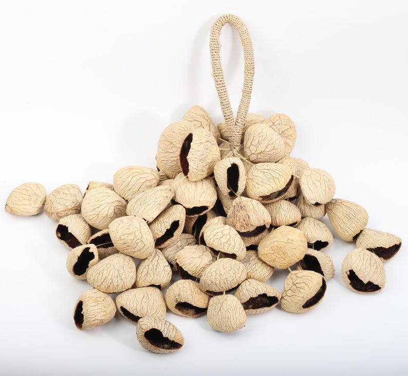 Carillon Éolien en Coquilles de Fruits Noirs d'Indonésie, 15,75 pouces, 60 Coquilles, Son Naturel pour Cour, Balcon, Restaurant