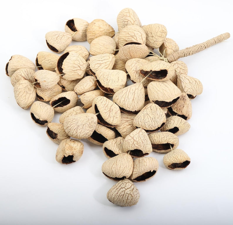 Carillon Éolien en Coquilles de Fruits Noirs d'Indonésie, 15,75 pouces, 60 Coquilles, Son Naturel pour Cour, Balcon, Restaurant
