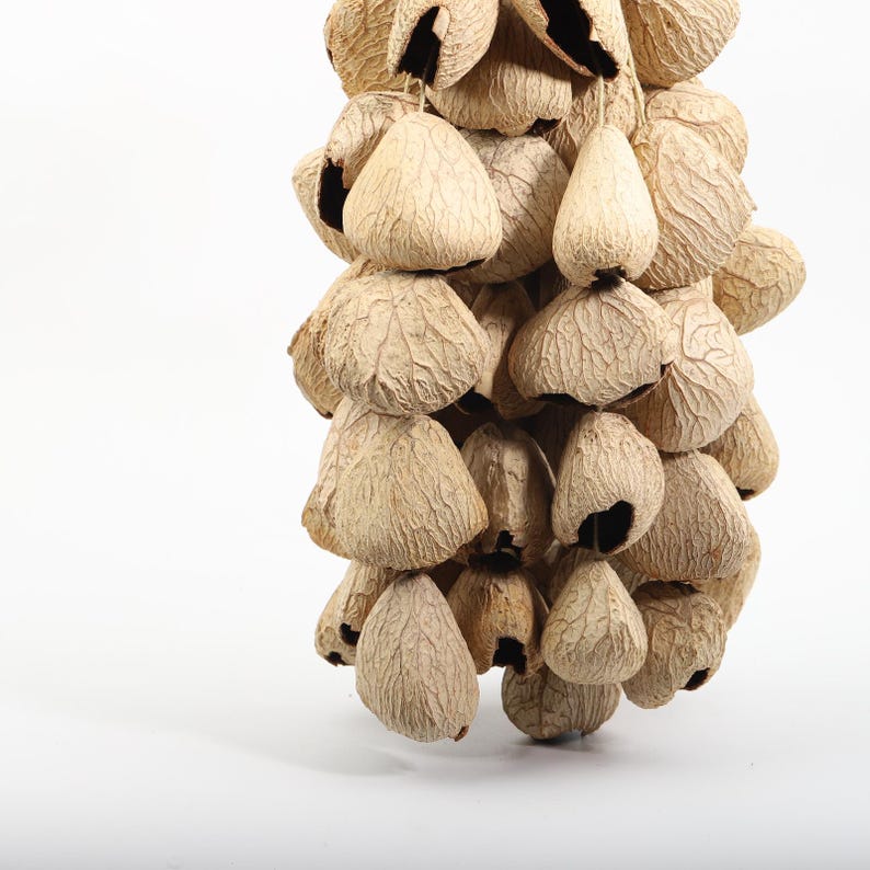 Carillon Éolien en Coquilles de Fruits Noirs d'Indonésie, 15,75 pouces, 60 Coquilles, Son Naturel pour Cour, Balcon, Restaurant